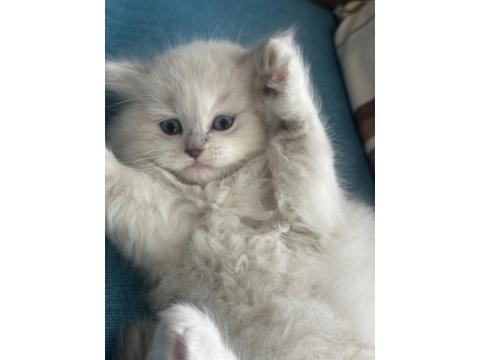 1.5 Aylık Mavi Gözlü British Longhair Yavru