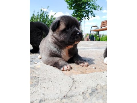 Safkan Amerikan Akitalar Yavrularımız