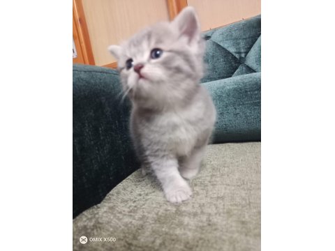 British Shorthair Uysal Kedimiz