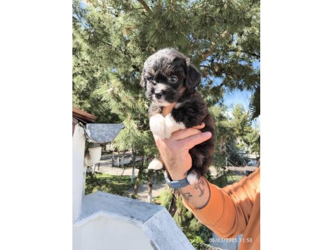 Sevimli Maltipoo Köpekler