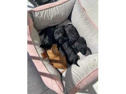 Irk Ve Sağlık Garantili Poodle 14 Adet Yavru