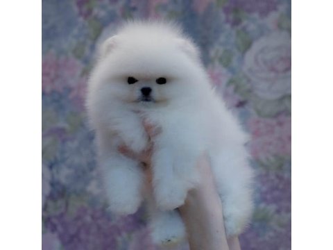 Pomeranian Boo Köpeği