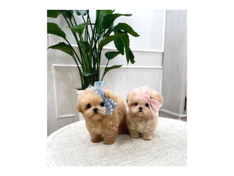 Toy Poodle Köpeği Yavrularım