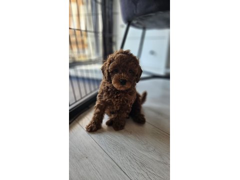 55 Günlük Toy Poodle Yavruları
