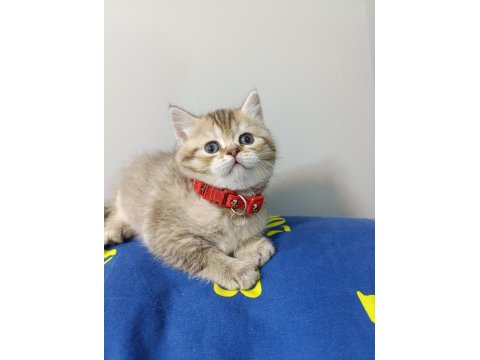 British Shorthair Yavrularımıza Yeni Yuvalarını Arıyoruz