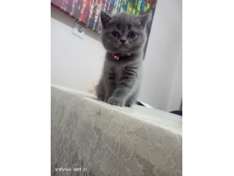 Muhteşem British Prensesler Yuva Arıyor