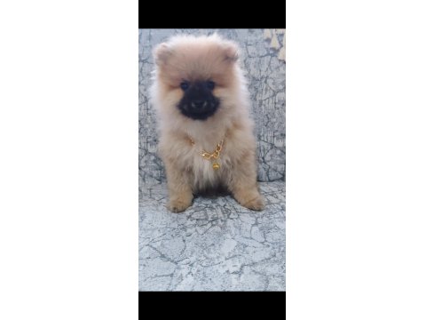 Sağlıklı Pomeranian Boo 2,5 Aylık