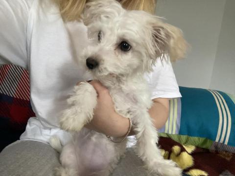 8 Aylık Tüm Aşıları Tam Dişi Yavru Maltipoo