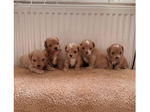 Ev Doğumlu Teacup Boy Maltipoo Yavrular