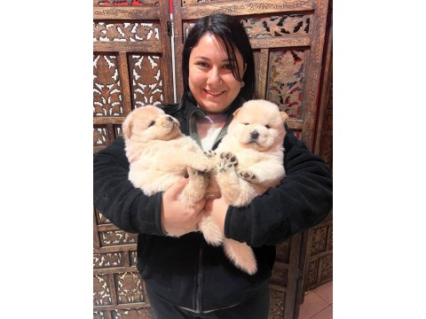 Pofuduk Çin Aslanı Aslan Yavruları