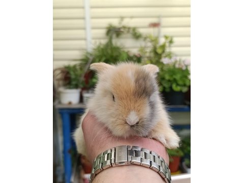 Doğal Ortamda Yetişen Hollanda Lop Tavşanları