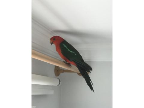 Avustralya Kral Papağanı Evcil Kapalı Bilezikli