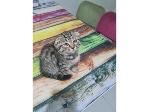 Çok Uysal, Çok Tatlı Kedimiz