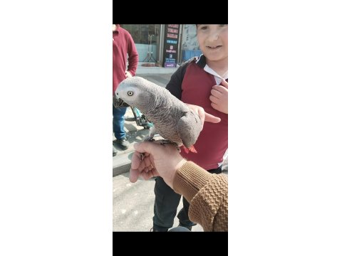 Jako Papağanı Ve Diğer Çeşitlerimiz Mevcuttur