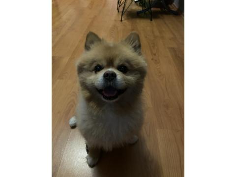 Köpeğimize Çiftleştirmek İçin Dişi Arıyoruz