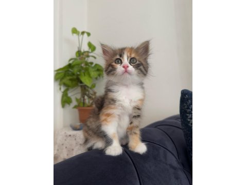 Kedimiz Tarçın İçin Yuva Arıyoruz