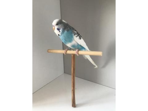 Bulut Mavisi Takım Muhabbet Kuşlar