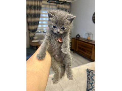 1,5 Aylık British Shorthair