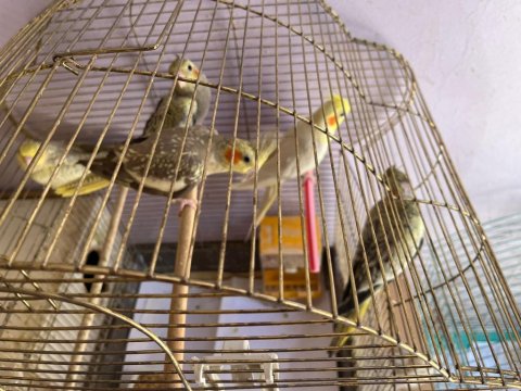 1,5 Aylık Yavru Sultan Papağanları