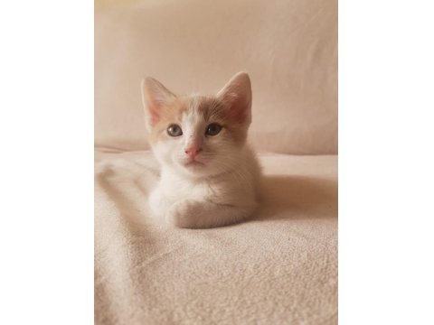 Sevimli Oyuncu Kırpık Ve Kardeşlerimiz