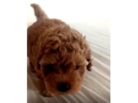 Şecereli Anneden Toy Poodle Kore Kan Yavrumuz