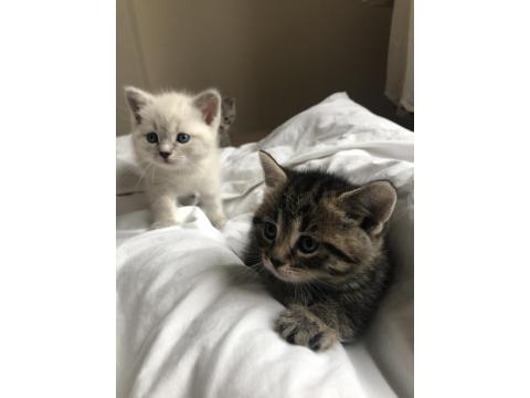Minik British Shorthair Yavrular Yuva Arıyor