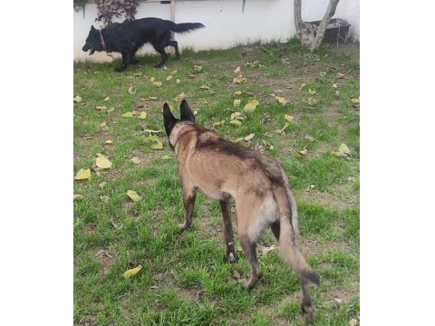 Alan Koruma Belçika Malinois
