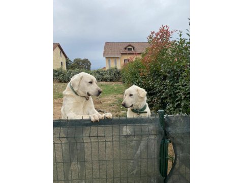 Şecereli Orjinal Akbaş Dişi Ve Erkek 3 Yaşında