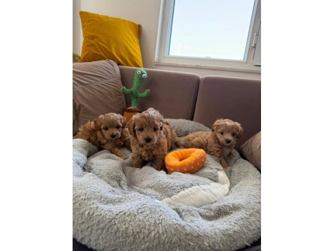 Teacup Kore Maltipoo Hipoalerjenik Yavrularımız