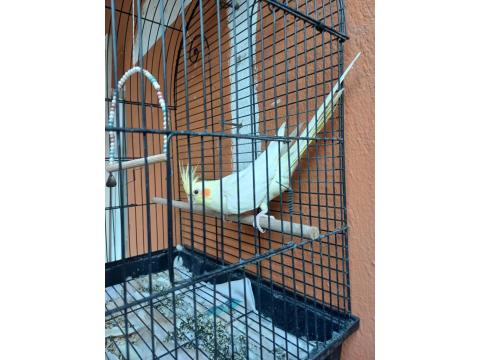 Sultan Ve Muhabbet Kuşu