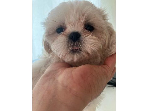 Full Beyaz Shih Tzu