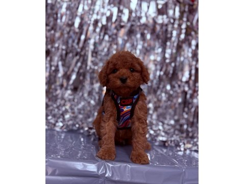 Sevimli Poodle Köpeği Yavruları