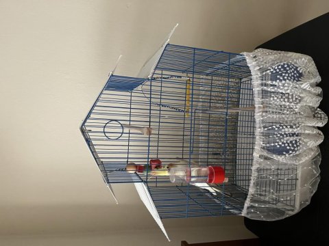 Sultan Papağanı 1 Yaşında