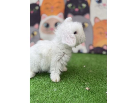 Hollanda Teddy Lop Tavşan Yavruları Gönderim Yapilir
