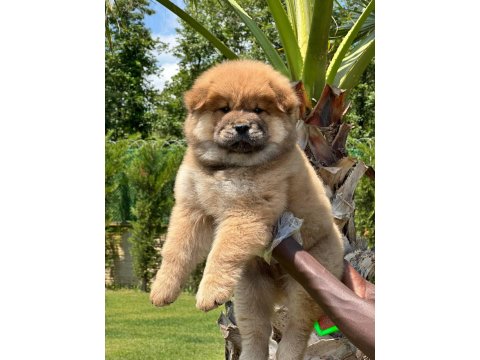 Chow Chow Köpeği Yavruları