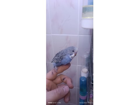 30 Günlük Ele Kola Alıştırmalık Muhabbet Kuşları