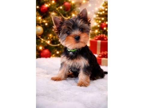 Muhteşem Yorki Yavrular