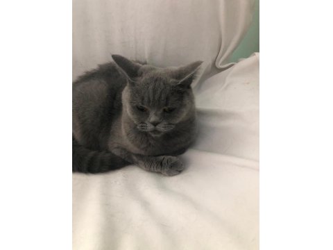 Kedimiz Sophie Ömürlük Yuvasını Arıyor