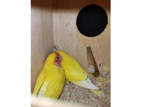 Kafesiyle Birlikte Çift Cennet Papağanı