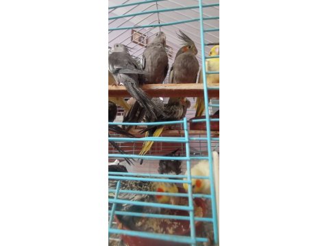 Ele Alışkın 2 Aylık Erkek Dişi Wifi Grey Piet Kuşlar Mevcuttur