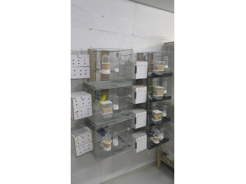 Hazır Eşli Takım Muhabbet Kuşlar