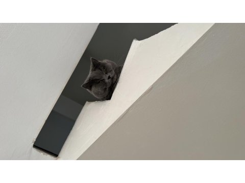 British Shorthair Kedimi Mecburiyetten Sahiplendiriyorum
