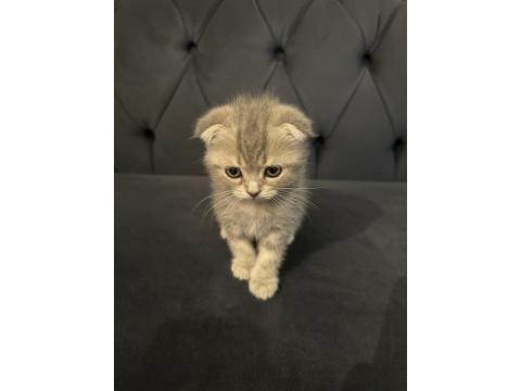 Safkan Scottish Fold Yavrular Ayı Surat 2 Aylık