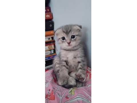 Kısırlaştırma Desteği Karşılığı Ücretsiz Kediler