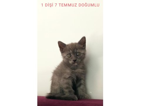 British Shorthair Yavrular