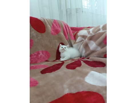British Shorthair Yavrularımız