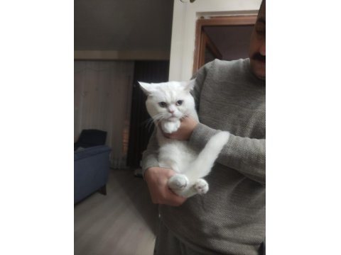 Mavi Gözlü British Shorthair Pamuğum