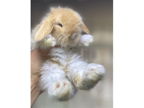 Safkan Hollanda Cüce Ve Mini Tavşanı Her Yere Gönderi