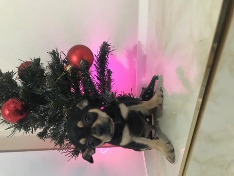 Avrupa Kalitesinde Erkek Chihuahua Yavrum 405 Gram