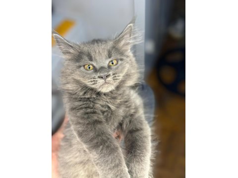 Saf Maine Coon Yavru